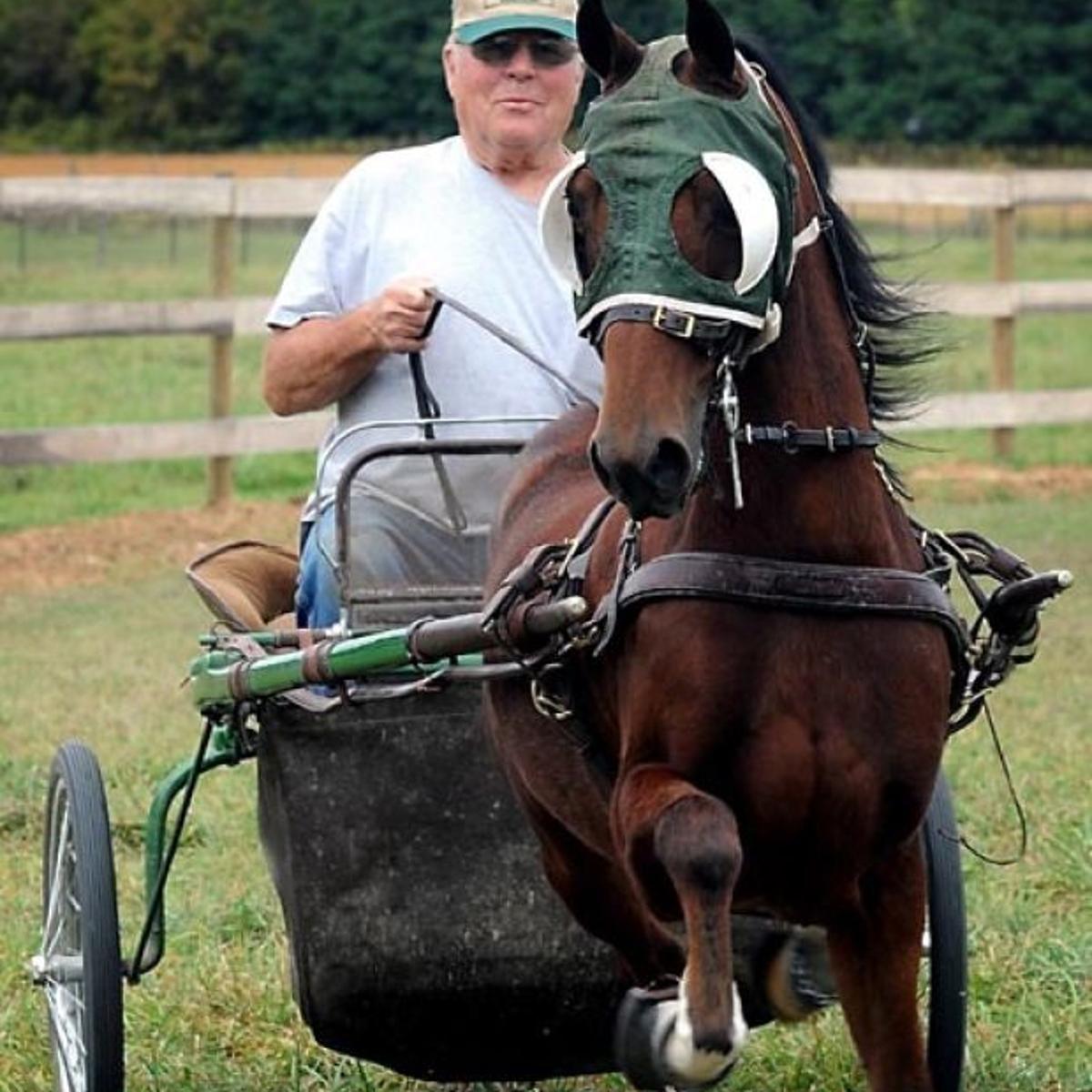 A Passion For Prancing Ponies Local News Mankatofreepress Com A Passion For Prancing Ponies Local News Mankatofreepress Com