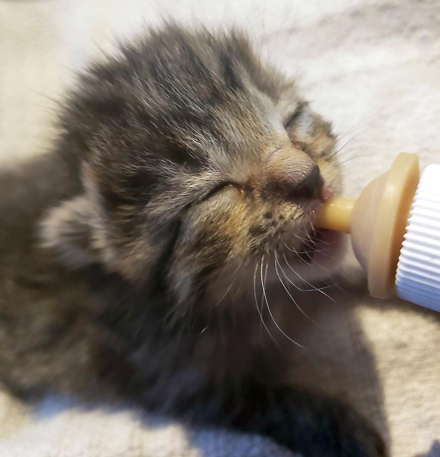 diy kitten bottle