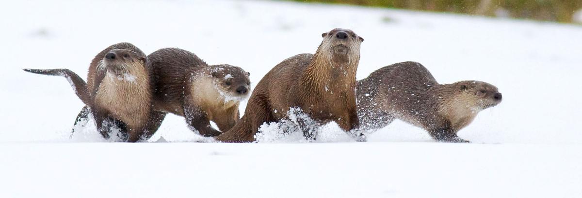 After Long Absence Otters Make Comeback Local News