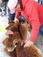 Alpacas sheared as animals return to Sibley Park