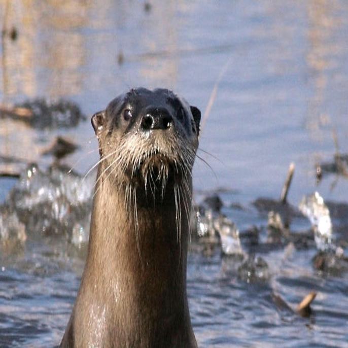 After Long Absence Otters Make Comeback Local News