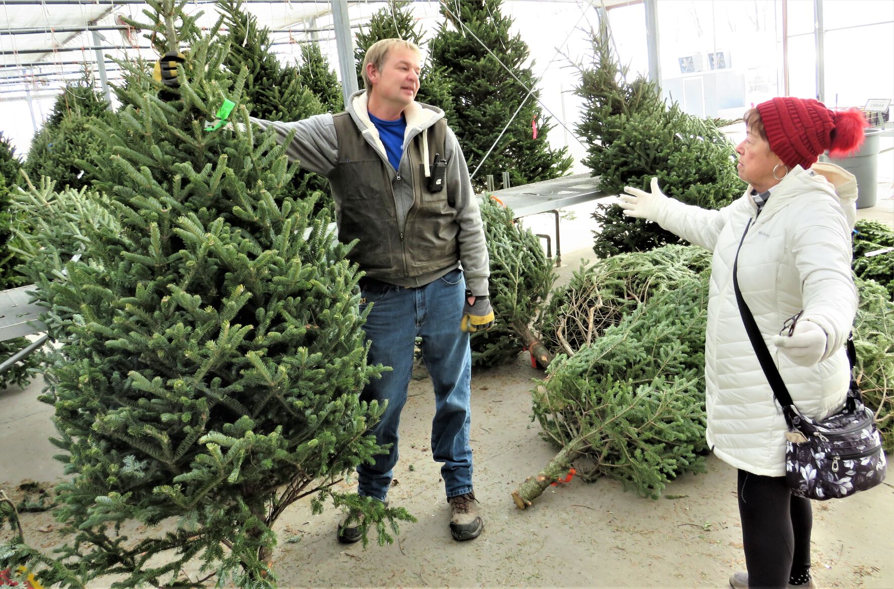 CHRISTMAS GREEN: Tree sales brisk, prices up some | Business