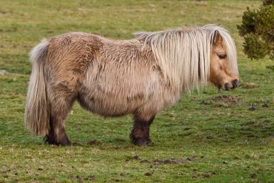 Mini Horse Mauling Sparks Cruelty Probe News Mankatofreepress Com