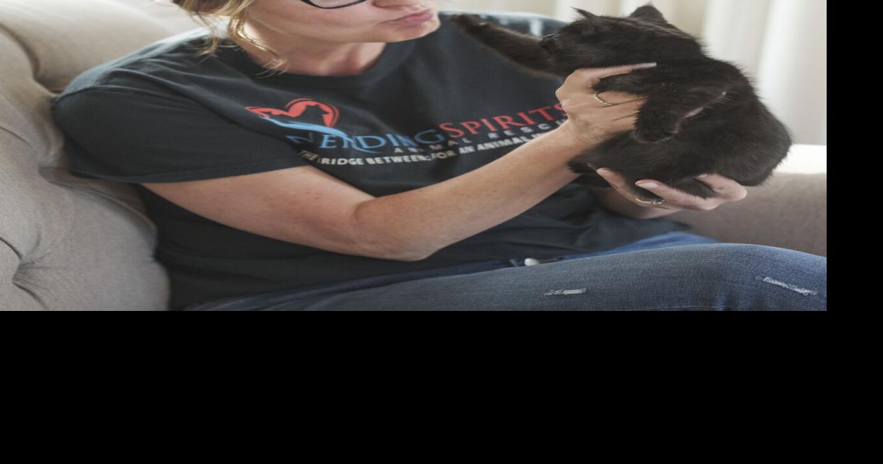 Mending Spirits Animal Rescue sees uptick in animal surrenders, cats amid rising costs | Local News