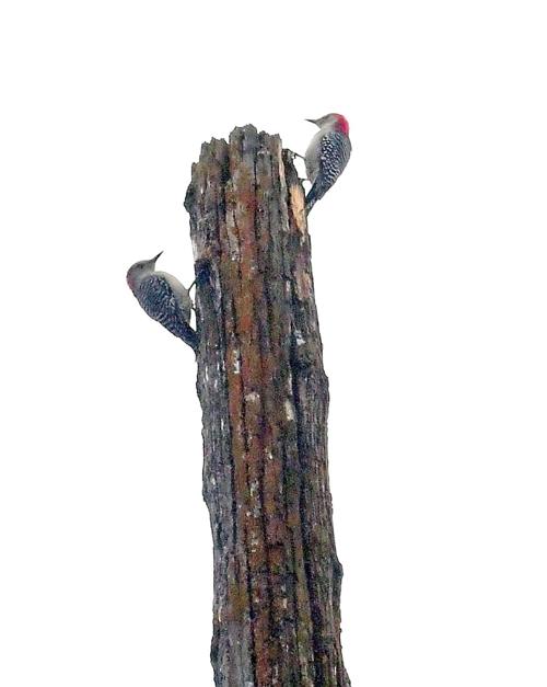 Woodpeckers looking for lofty meal