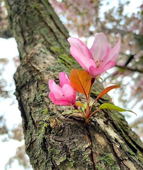 Rogue bloom