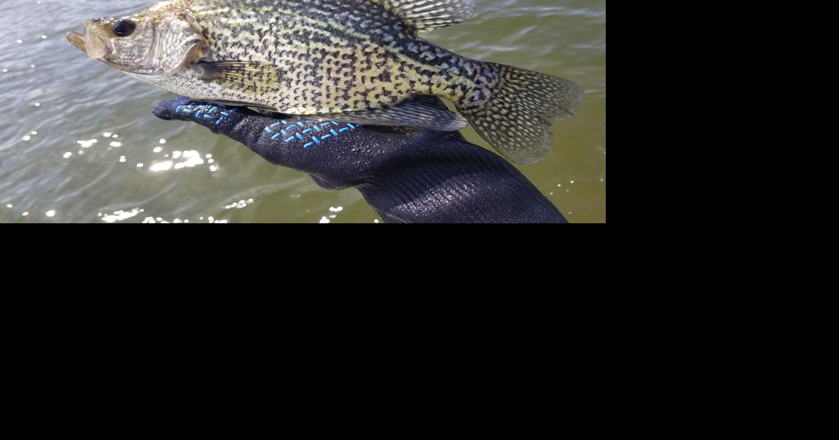 Crappie Now on X: When the skies are overcast, add some flash and