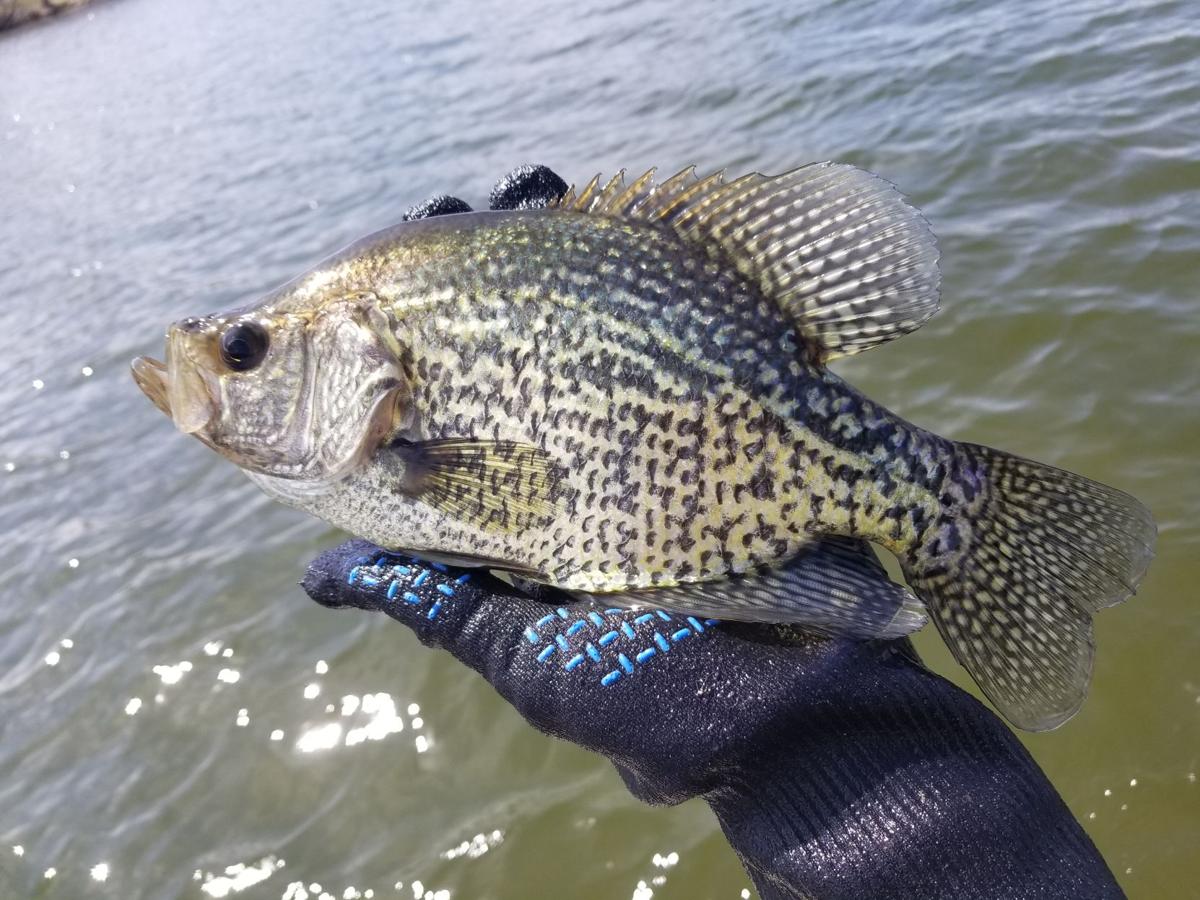 Mackenthun Warmer weather brings on crappie bite Local Sports