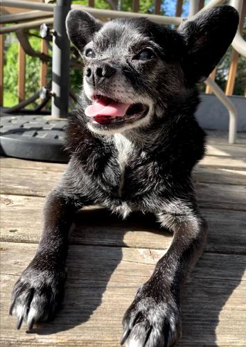 Calling all pets! Submit your photos now! | Lifestyles ...