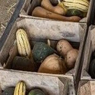 Still got squash? It's time to do something with them; why ...