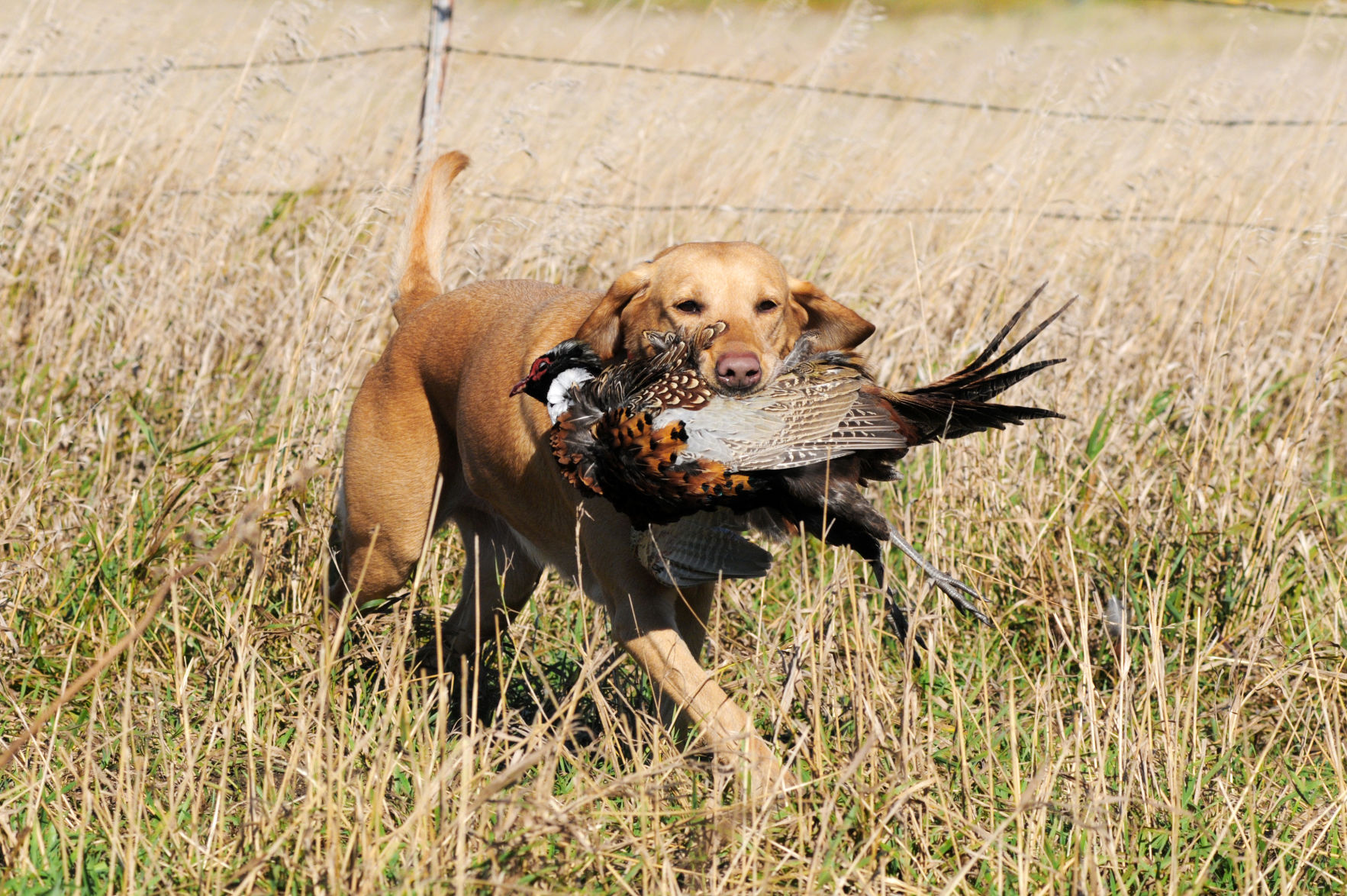 morrisons puppy training pads