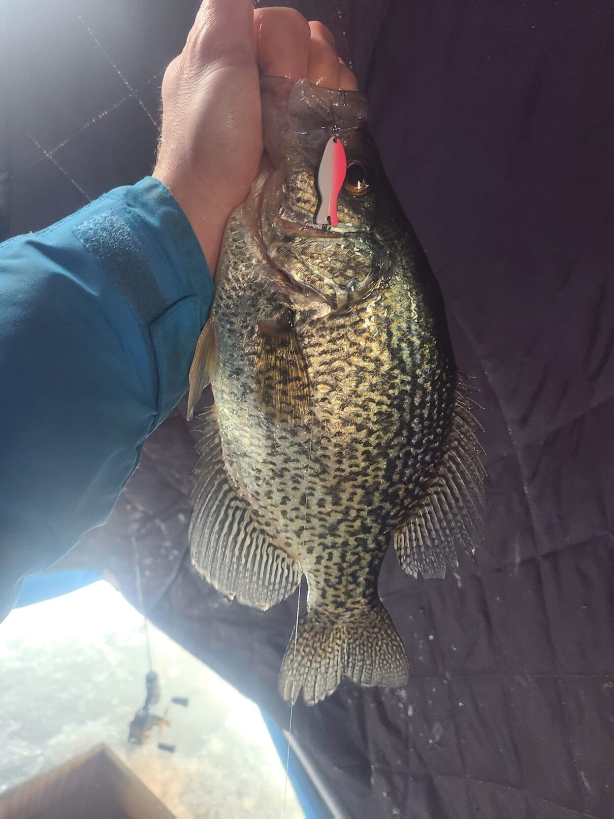 Mackenthun: Al's Goldfish lures becoming more popular | Local Sports | mankatofreepress.com Mackenthun: Al's Goldfish lures becoming more popular | Local Sports | mankatofreepress.com
