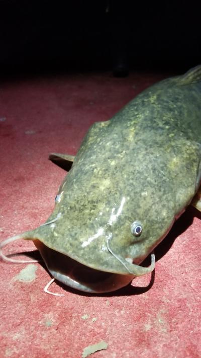 Mackenthun Things That Go Bump In The Night Might Be Catfish Anglers Outdoors Mankatofreepress Com