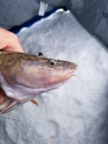 New fish habitats deployed on Alabama lake - Alabama News Center