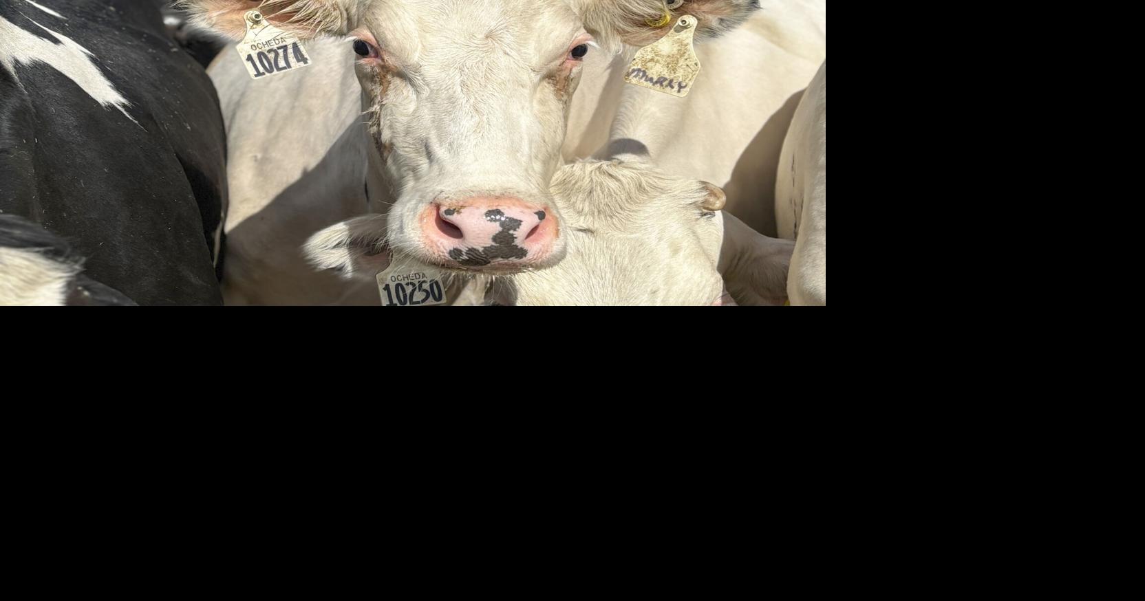 Dairy farmers' cows have come home | Local News | mankatofreepress.com