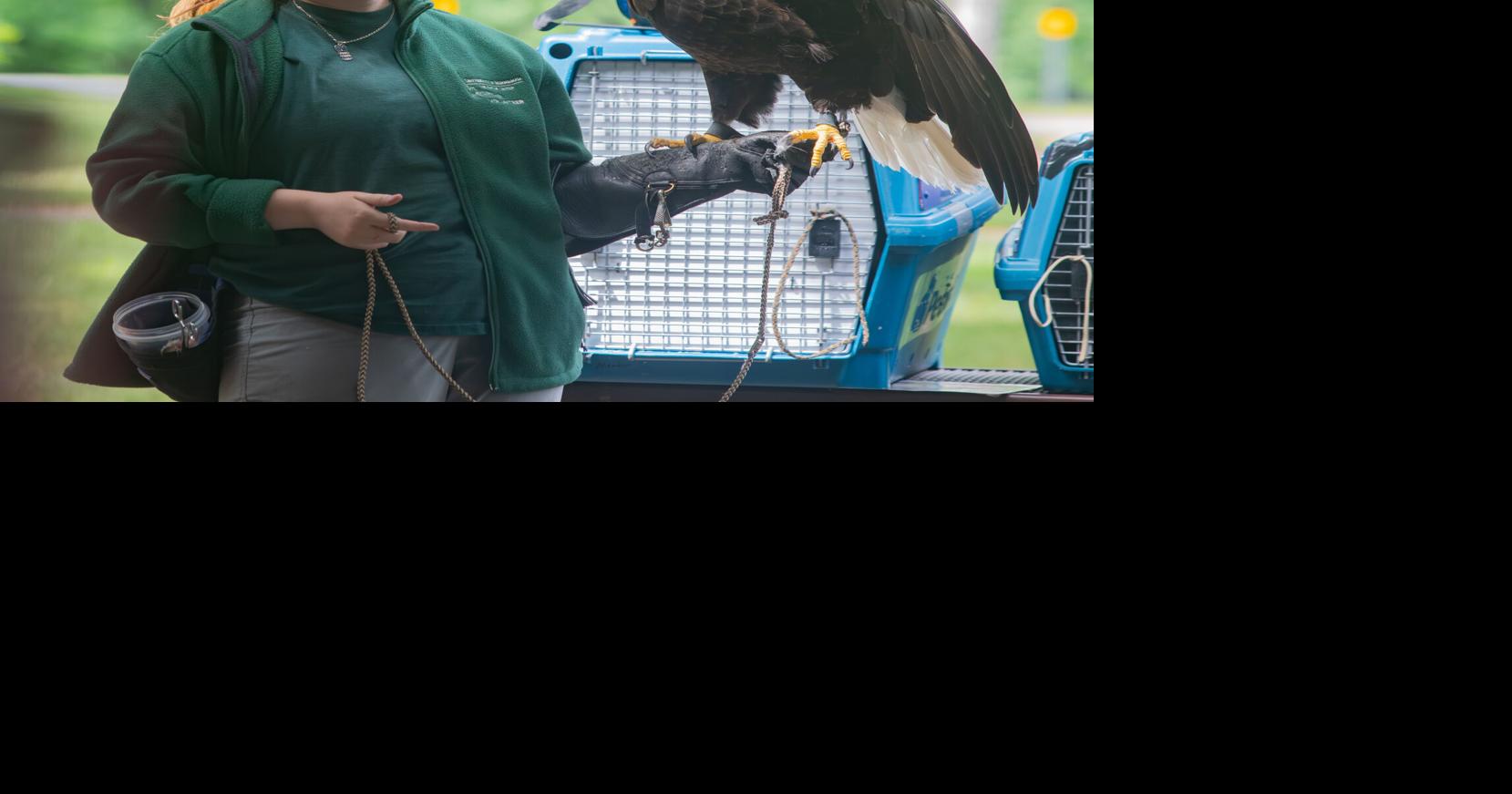 PHOTOS: Raptor Center visits Sibley Park | Photos | mankatofreepress.com