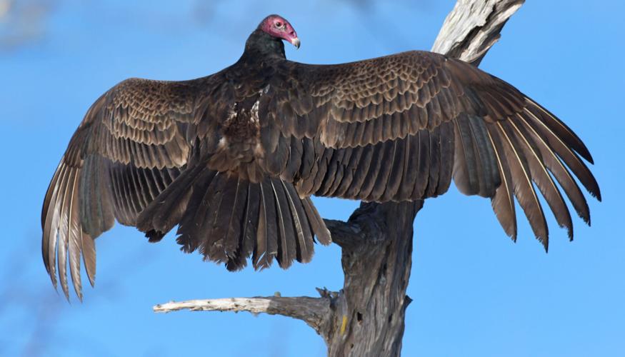 Morrison vulture foto1