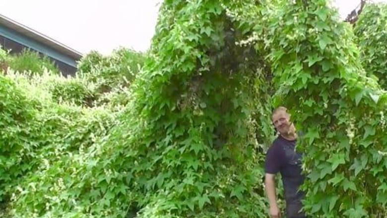 Ask Us: Vines overtaking southern MN are native, not invasive ...