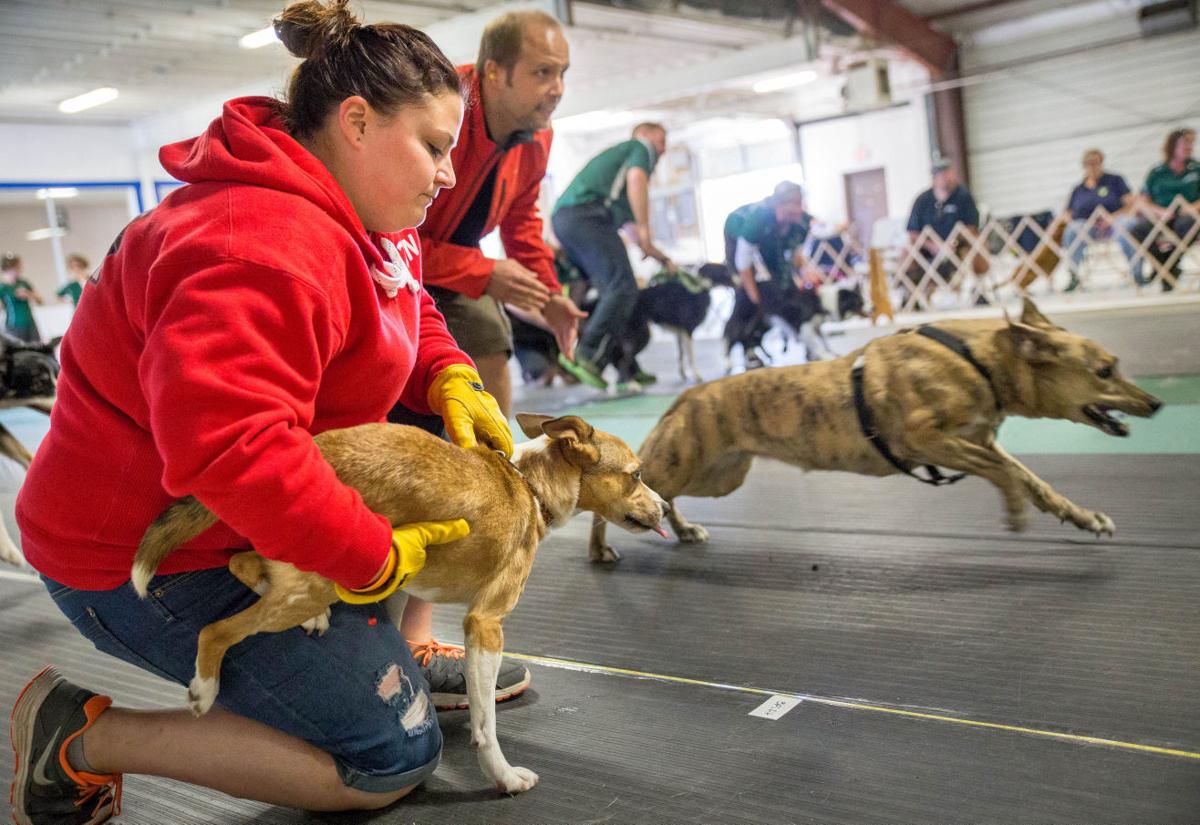 Dogs delight in 'flyball' relay racing Local News