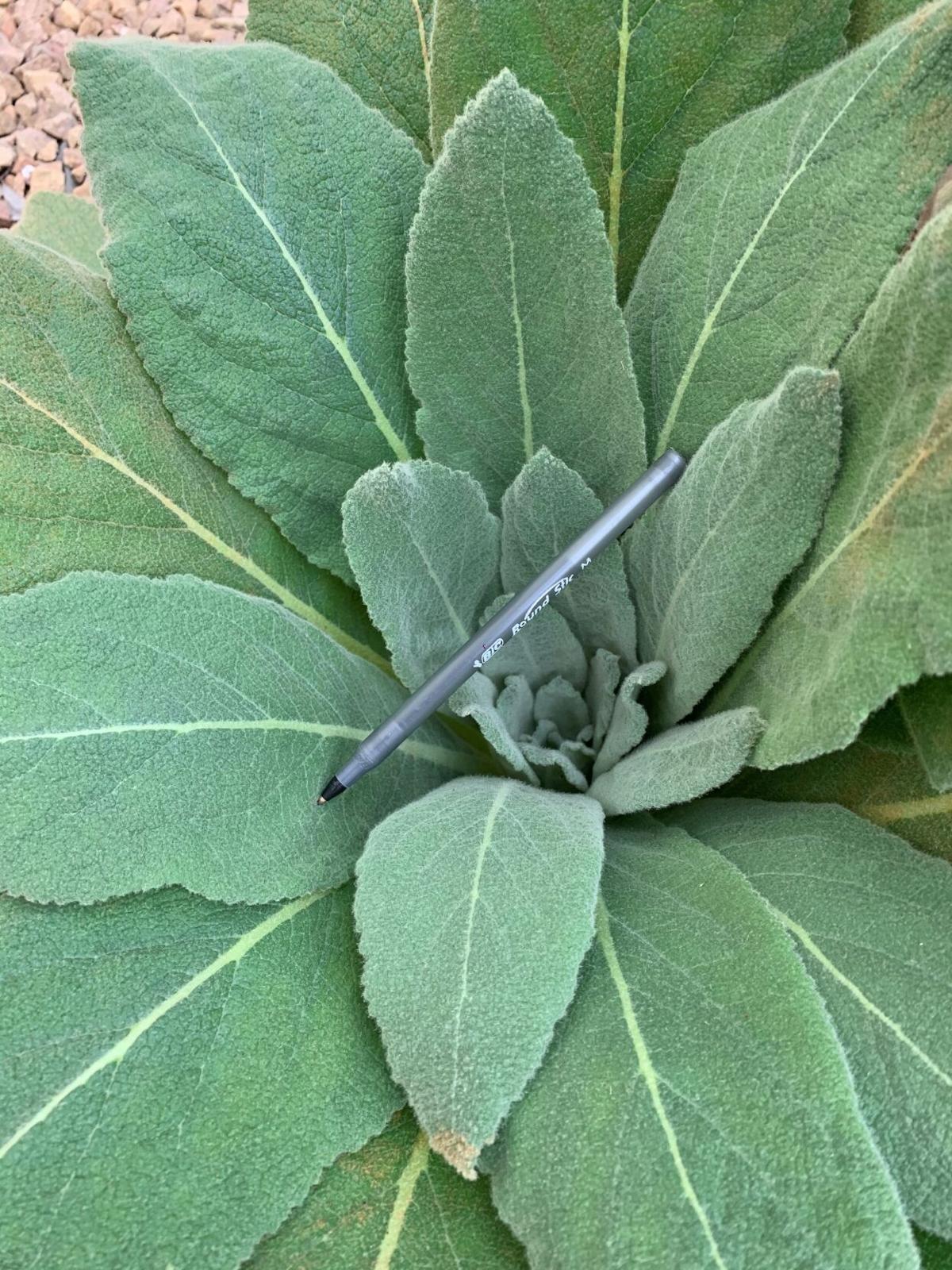 gardening sometimes a weed can stop you in your tracks lifestyles mankatofreepress com