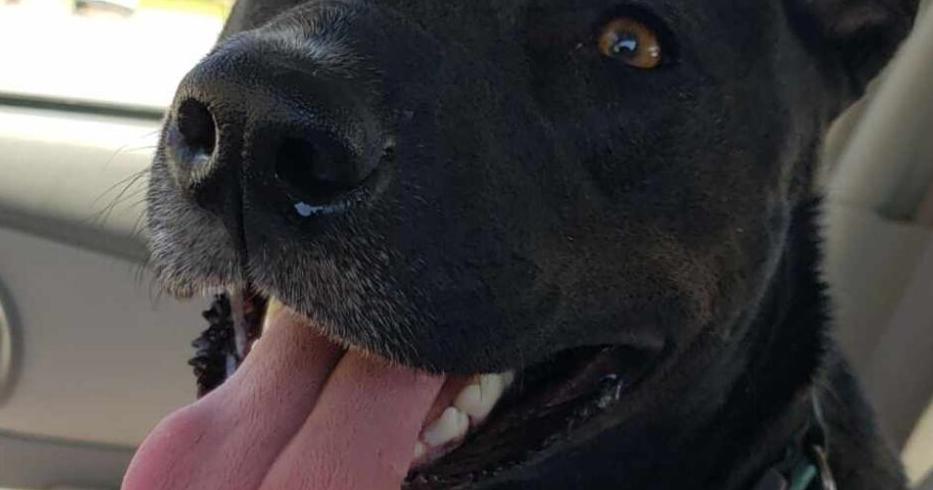 UPDATE: Family reported threat before dog fatally shot on home's deck - Vimarsana News