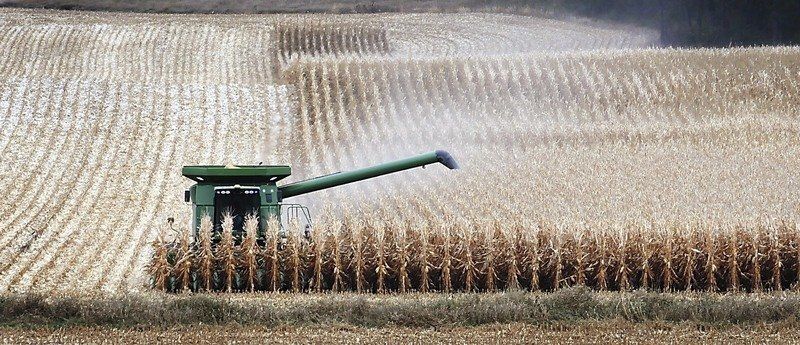 Farmers sue, say GMO hurt corn prices