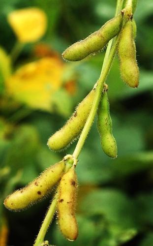 soybean