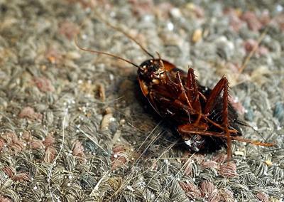 Roaches Ride Into Downtown Local News Mankatofreepress Com