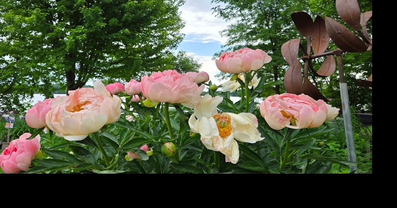 What gardeners need to know about plant disorders