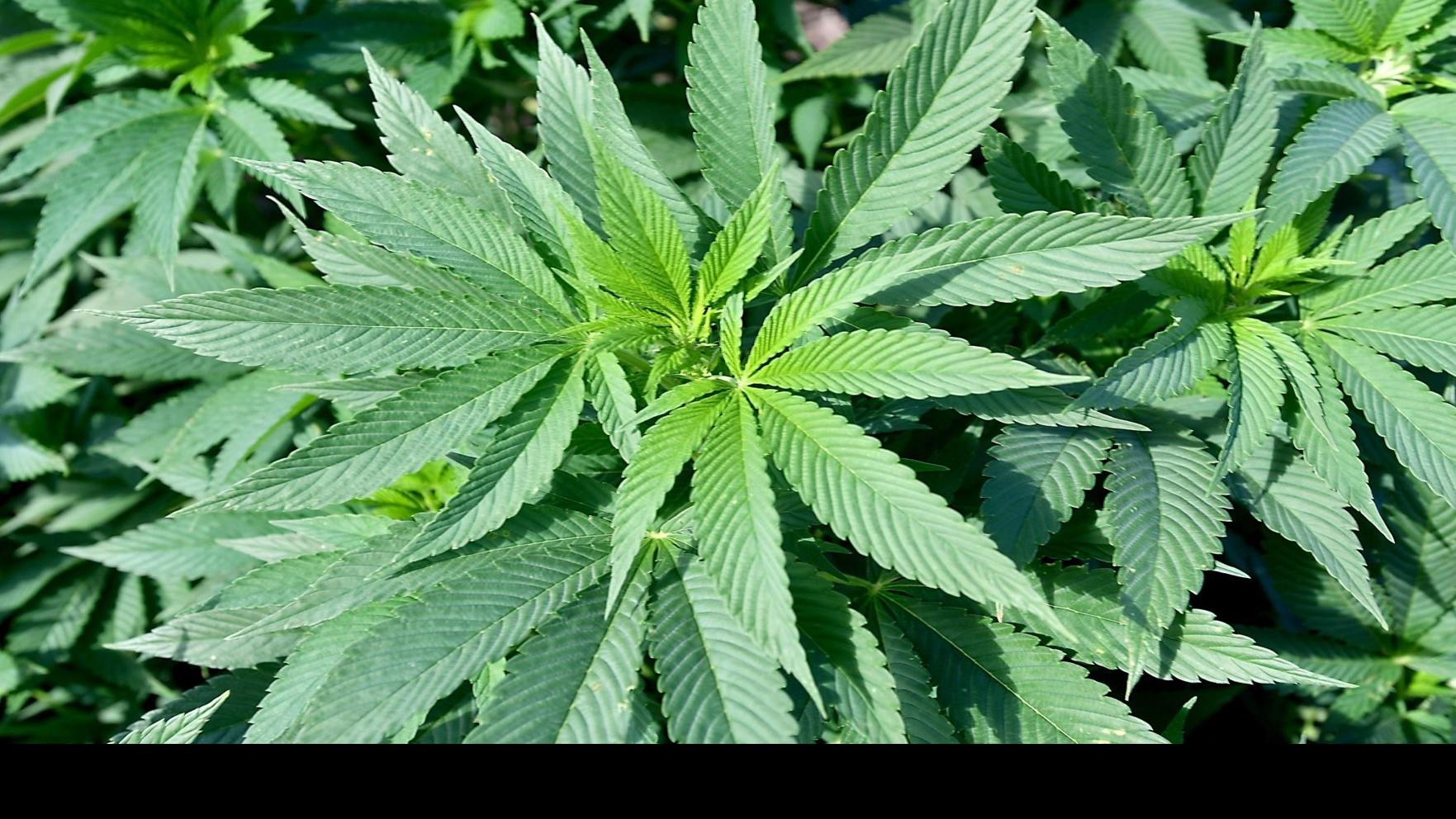 Hemp-derived THC now allowed in food and drinks in Minnesota | Local News |  mankatofreepress.com