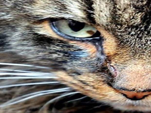 Pound Fact Dogs Are Claimed Cats Aren T Local News