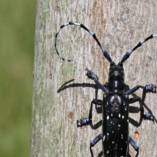 Scientists happily come up empty in invasive insect survey ...