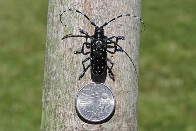 asian beetle horned long beetles longhorned facts invasive boggs joe mankatofreepress scientists minnesota forestry pennsylvania central