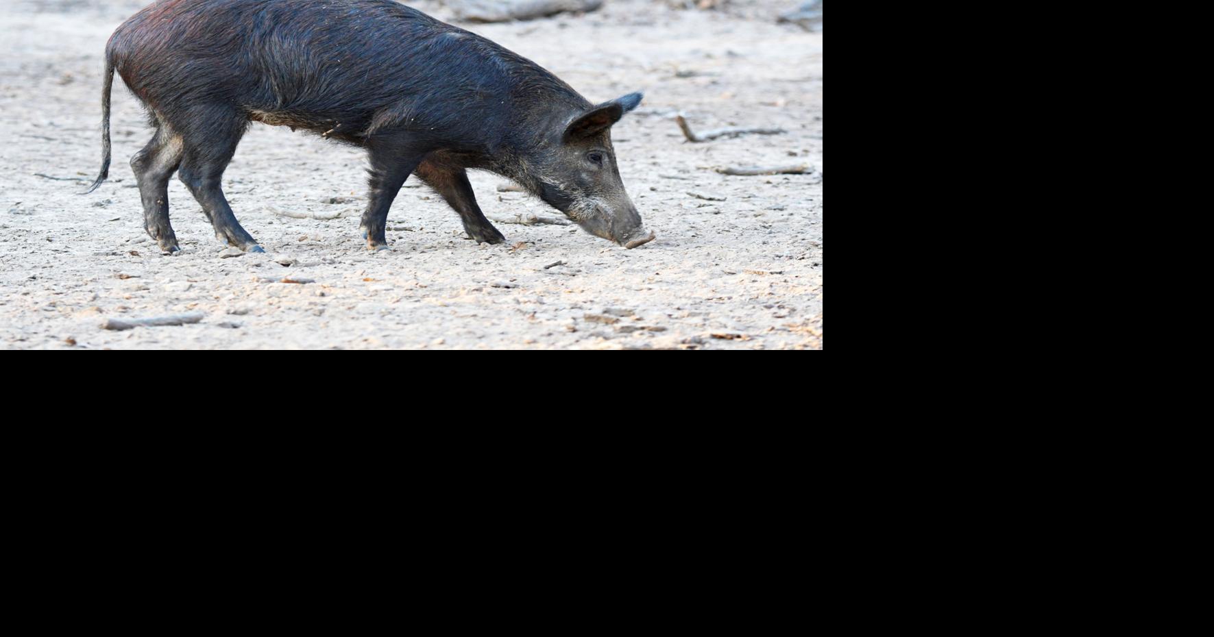 Outdoors column: Southern hog hunt is sure cure for winter ...