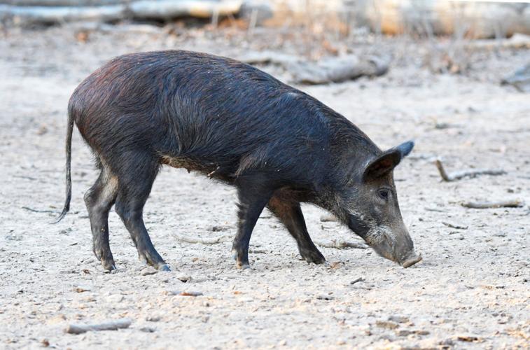 Outdoors column: Southern hog hunt is sure cure for winter ...