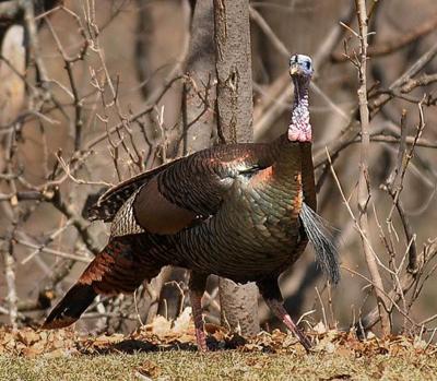 cross re stocking efforts have minnesota s wild turkey population