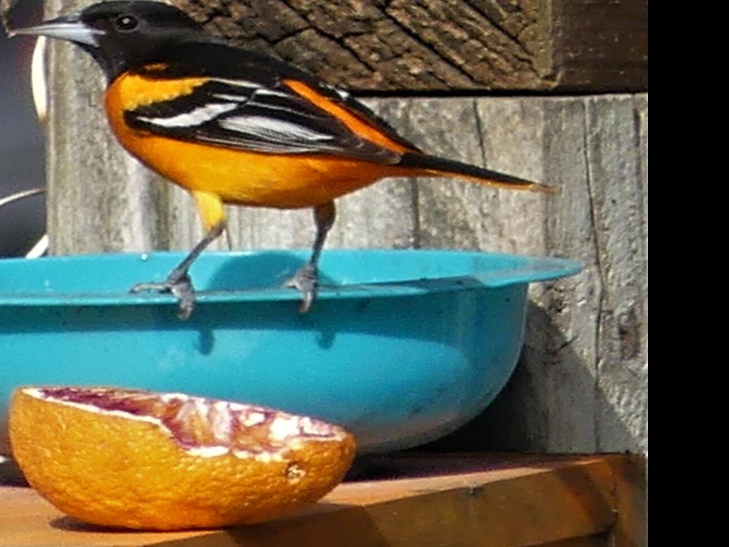 Orange Arrival: Showy orioles have returned to the area, Local News