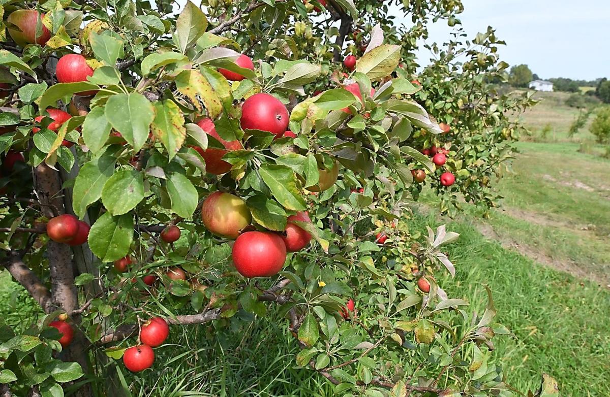 Waiting For Honeycrisp Wet Season Delays Apple Harvest Local News Mankatofreepress Com The fruits shown on the counter top at the end of the video are: wet season delays apple harvest
