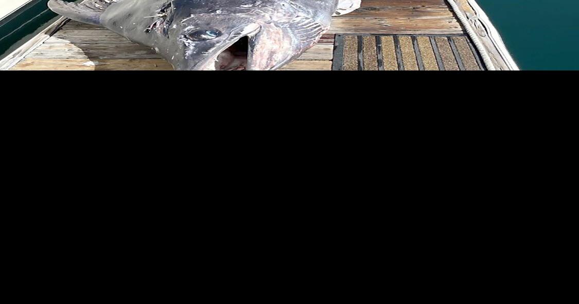 Local group catches monster marlin while vacationing | Local ...