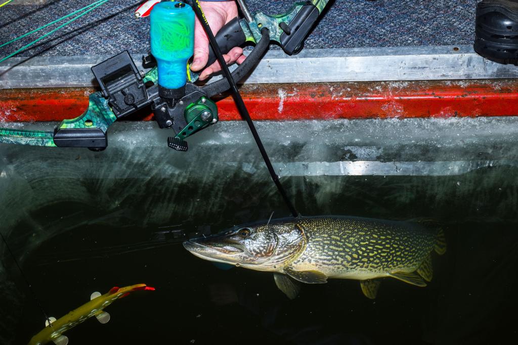 Northern pike spear fishing in South Dakota with a twist