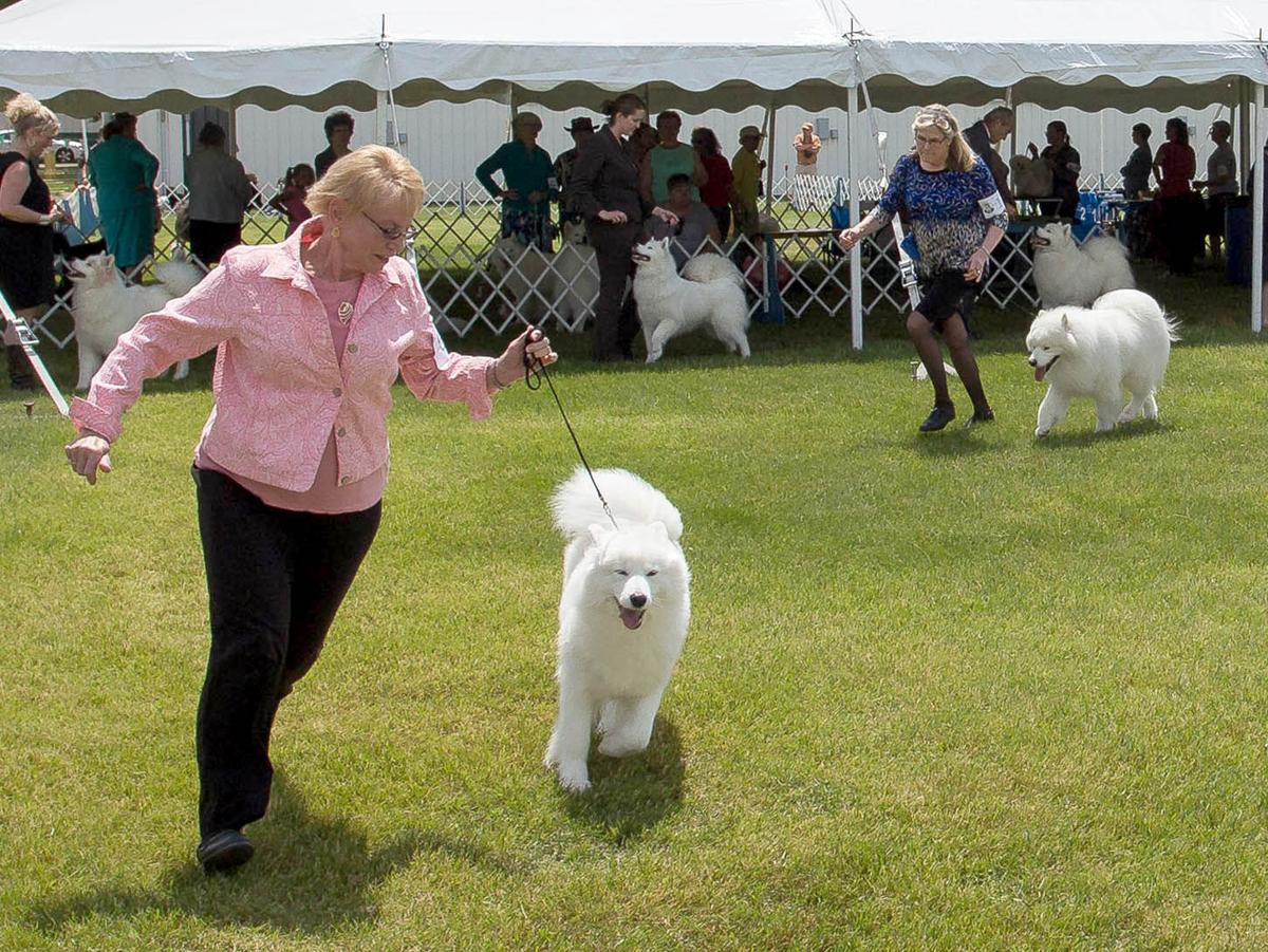 Hundreds of canines converge for kennel club competition | Local News | mankatofreepress.com
