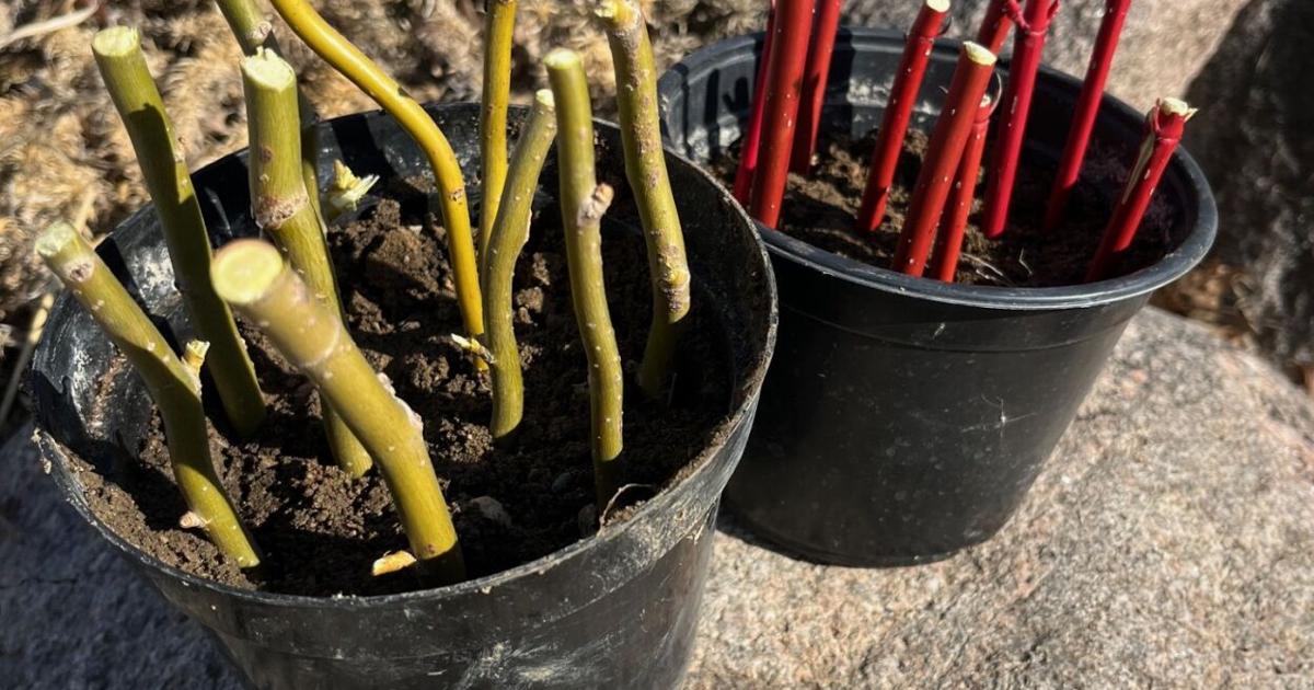 Split Planting Take necessary steps when splitting plants | Lifestyles ...