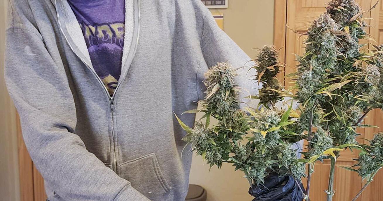 Local novice pot growers testing green thumbs - Vimarsana News