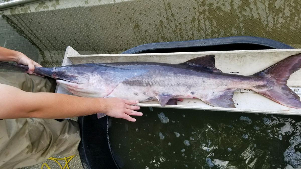 Outdoors column Paddlefish, sturgeon are our area's own river monsters