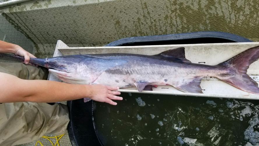 Outdoors column: Paddlefish, sturgeon are our area's own ...