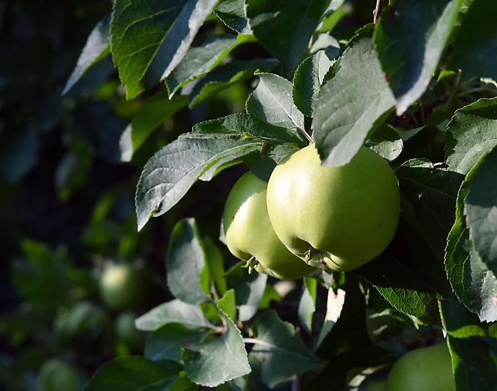 Madelia hard cider business is booming | Local News ...