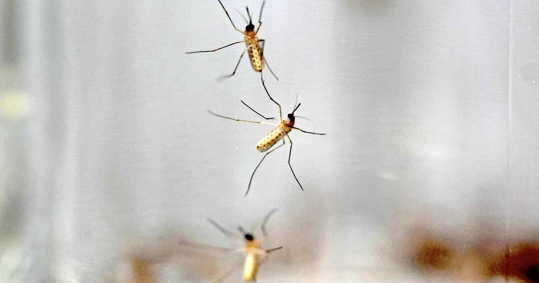 Drier summer means fewer mosquitos in Mankato