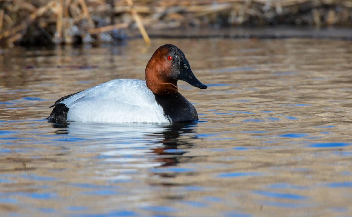 Morrison Hunters Hope Duck Season Doesn T Get Iced Out Local