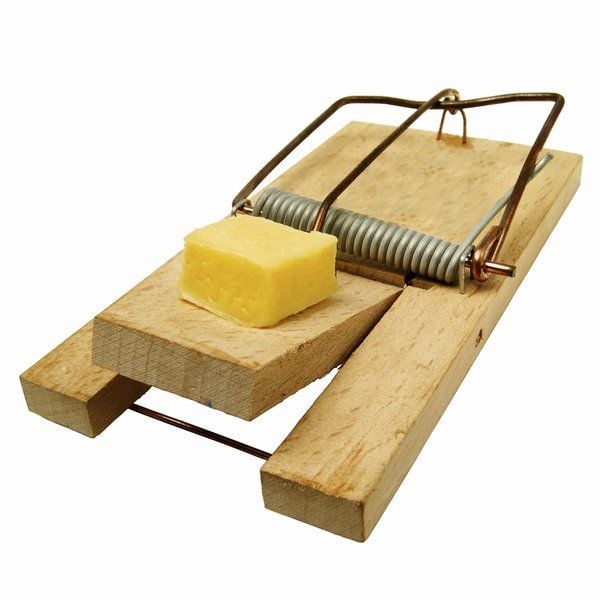 mouse traps that work the best