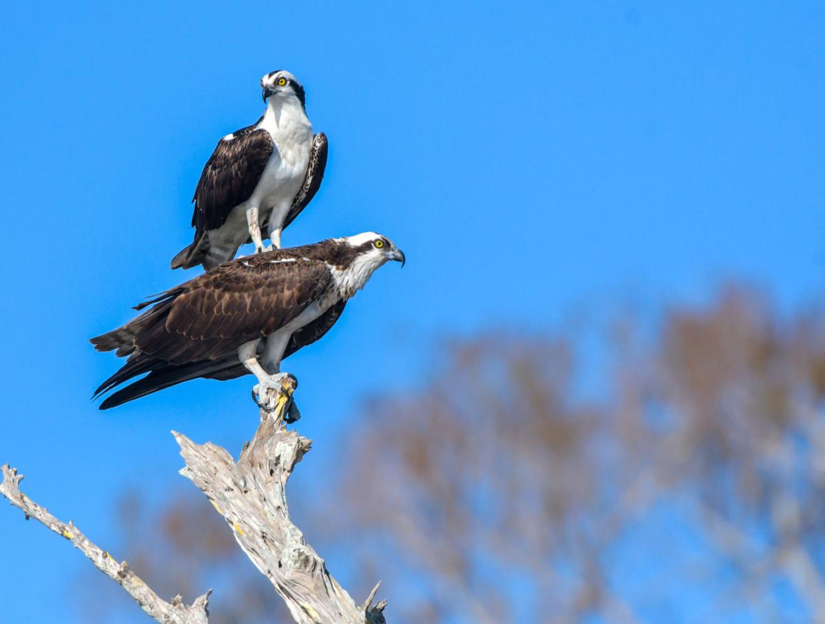 Outdoors Column Florida Birding Trip Is Opportunity To Observe Ospreys Sports Mankatofreepress Com